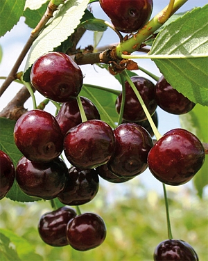 Саженцы Вишня Шоколадница