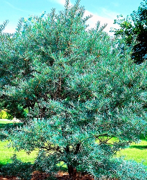 Саженцы Облепиха мужской опылитель