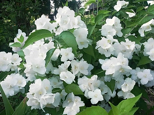 Жасмин Юннат