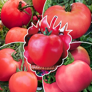 Семена Томат Малиновое чудо 3 серия Семена Томат Малиновое чудо 3 серия