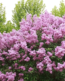 Сирень китайская Саугеана