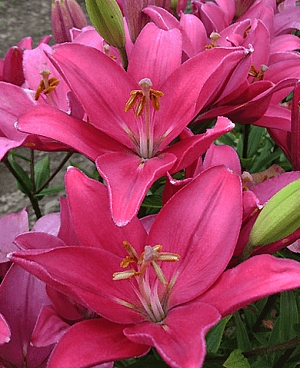 Лилия ЛА-гибрид Индиан Саммерсет