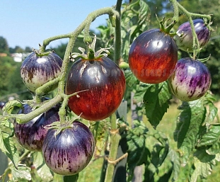Семена Томат БыС 5 (Фиолетово-малиновый, полосатый)
