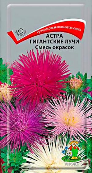 Семена Астра Гигантские лучи Смесь окрасок. Густомахровая игольчатая астра! Растения высотой около 60 см. Соцветия густые длинноиголчатые, белые, кремово-желтые, серебристо-голубые, фиолетовые, серебристо-розовые, красные. Цветет в августе-сентябре. Используют очень широко: для посадки в сборные цветники группами, на рабатки – рядами и для срезки.<br>
 <br>
  Агротехника. Растение предпочитает открытое солнечное место, но выносит и легкое затенение. Лучше растет на легких, плодородных почвах. Не переносит внесения  органических удобрений в год посадки.<br>
 Семена высевают с середины февраля по апрель. Глубина заделки семян 0,5 см. При температуре почвы +20 °С всходы появляются на 7-14 день. Через 3-4 недели посевы пикируют и выращивают при температуре +12-15 °С. В грунт рассаду высаживают во второй половине мая, расстояние между растениями 20-30 см. <br>
 <br>