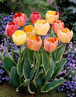 Тюльпан Дарвинов гибрид Сильверстрим