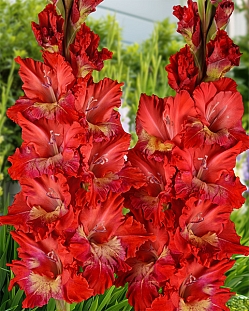 Гладиолус Горящий абсент