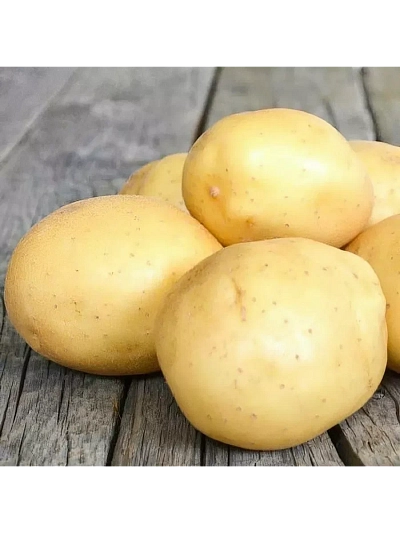 Семенной Картофель Невский