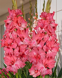 Гладиолус Триумфатор