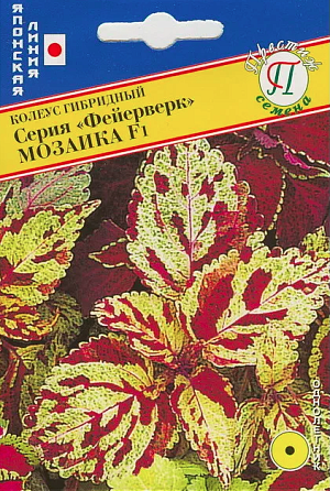 Однолетник. Карликовый гибрид колеуса (15 см) с превосходным побегообразованием. Цветёт очень поздно, благодаря чему долго сохраняет свою декоративность. Идеально подходит для горшечной культуры, бордюрных посадок и клумб.