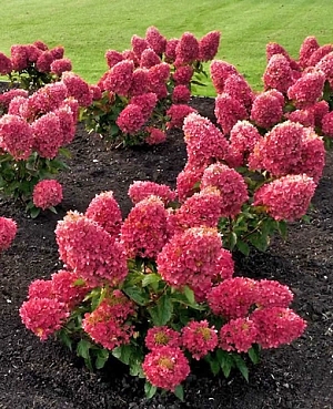 Гортензия метельчатая Расберри Пинк