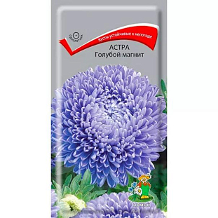 Семена Астра Голубой магнит