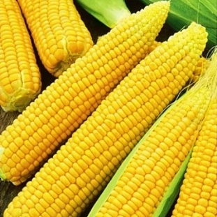 Семена Кукуруза Лакомка Белогорья 