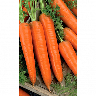 Семена Морковь Флакке