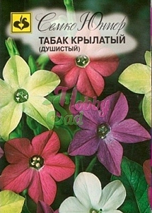 Семена Цветы Табак крылатый Душистый