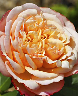 Роза флорибунда Амальтея