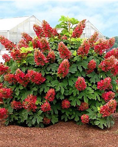 Гортензия дуболистная Бургунди