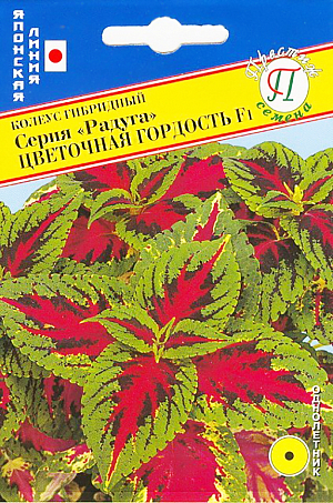 <div>
 Семена Колеус Радуга Цветочная гордость гибридный F1.
</div>
Однолетник. Высокорослый гибрид колеуса с большими, декоративными цветными листьями. Рекомендуется для групповых посадок или как фон для более низких цветов.
Сеять на рассаду в феврале-апреле. Семена равномерно распределяют по поверхности влажного компоста, присыпают тонким слоем компоста (1 мм), накрывают стеклом или прозрачной плёнкой. Ставят в теплое место (температура 20-25 градусов), поддерживают влажность, всходы появляются на 8-14 день. После прорастания пленку убирают. Выращивают на свету, но избегая попадания прямых солнечных лучей. Подросшие растения пикируют в отдельные горшочки либо ящички с шагом 5-7 см. Акклиматизированные растения высаживают в грунт на постоянное место с шагом 20-25 см.