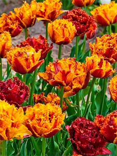 Тюльпан махровый бахромчатый Бастиа