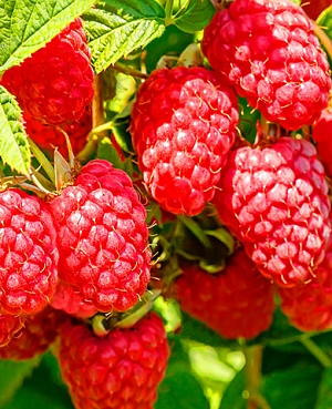 Саженцы Малина Конёк-Горбунок