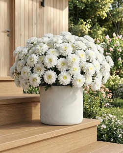 Хризантема кустовая Балтика белая