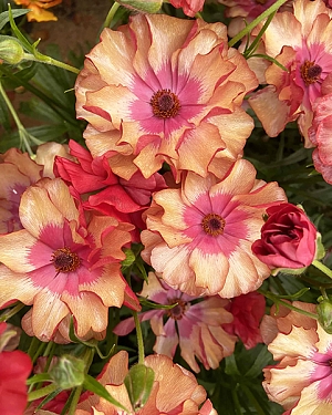 Лютик Баттерфляй Муза