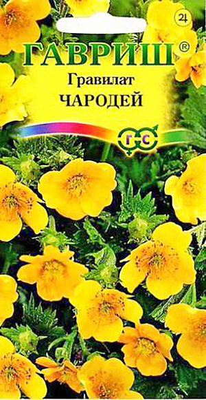 <div>
 Семена Гравилат Чародей (аллепский).
</div>
 <article>
<p>
 Многолетнее травянистое растение семейства Розоцветные, высотой до 40-60 см., с мелкоопушенным прямостоячим стеблем. Прикорневые листья перисто-разделеные, стеблевые почти сидячие, трех- и четырехлопастные. Цветки яркие, золотисто-желтые. Цветет сконца мая до середины лета. Зимостоек, светолюбив, но и выносит полутень, плохо растет на закисленных и переувлажненных почвах. Размножают семенами и деление кустиков весной или осенью. Семена высевают в теплицу или открытый грунт, сеянцы зацветают на 2-й год. Эффектно смотрится в группах, бордюрах и смешанных посадках. Используют для посадок на клумбы, каменистые участки, а также на срезку для букетов и цветочных композиций.
</p>
 </article>