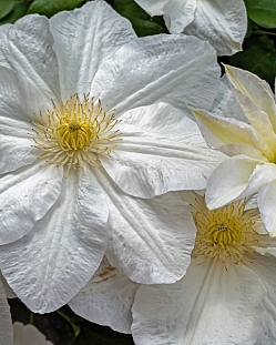 Клематис Шираюкихиме