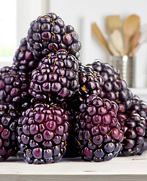 Ежемалина Бойсенберри