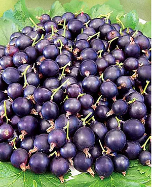 Саженцы Смородиново-Крыжовниковый гибрид Йошта