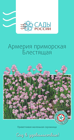 Армерия приморская блестящая

Подушковидное растение с узкими линейными плоскими сине-зелеными листьями. Цветки фиалково-розовые, собраны в головчатые соцветия, прикрытые пленчатыми прицветниками. Для лучшей всхожести семян их перед посадкой нужно поместить в теплую воду на 7–8 часов. Холодостойка, зимует без укрытия. При ранних посевах на рассаду зацветает в год посева.