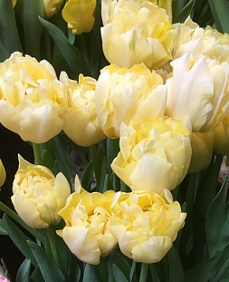 Тюльпан махровый ранний Верона