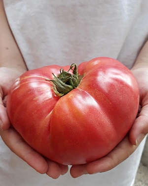 Семена Томат Громадин F1