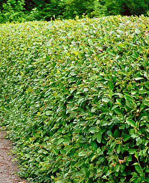 Кизильник блестящий