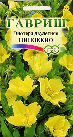 Семена Энотера двулетняя Пиноккио.
Растение семейства Кипрейные. Стебли прямостоячие коротковолосистые, до 120 см высотой. Листья ланцетовидные, цельные, редкозубчатые, до 20 см длиной. Цветки правильные, сидячие, в конечных кистевидных соцветиях, лимонно-желтые, крупные, 4,5-5 см в диаметре, душистые, открываются вечером и ночью, или в пасмурные дни. Цветет на второй год после посева в течение всего сезона. Растение зимо- и засухоустойчивое. Хорошо растет на солнечных местах.  Почву предпочитает легкую, хорошо дренированную, нейтральную. На зиму укрывают сухим листом и лапником. Используется в групповых посадках в полутенистых местах, на каменистых участках в сочетании с астильбами, колокольчиками, вероникой, агератумом, лобелией и мирабилисом.