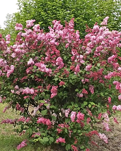 Сирень Прэстона Мисс Канада