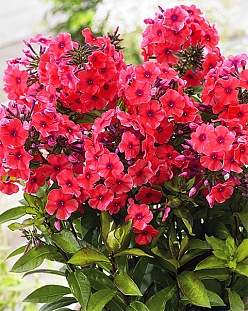 Флокс Текила санрайз