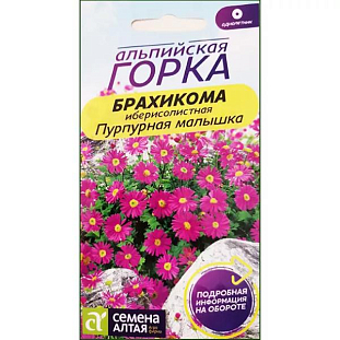 Семена Брахикома Пурпурная малышка