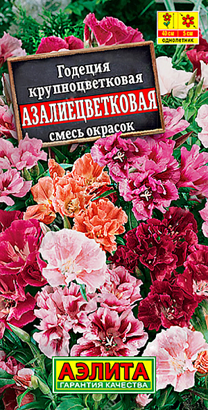 <div>
 Семена Годеция Азалиецветковая махровая, смесь сортов.
</div>
Прекрасное обильно цветущее, холодостойкое растение. Цветки крупные (диаметром 5-6 см), махровые, собраны в изящные кисти. Цветение раннее и продолжительное. Кустики компактные, сильноветвистые, высотой 30-40 см. Отлично смотрятся в рабатках, бордюрах и миксбордерах. Великолепно подходят для срезки, до 3-х недель сохраняя в воде свежесть и красоту.