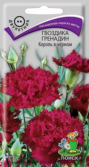 Семена Гвоздика Гренадин Король в черном.  Сильноветвистое растение высотой 50-70 см. Листья узколинейные, иногда с сизым налётом. Цветки махровые, ароматные, диаметром 5 см, края лепестков зазубренные. Окраска тёмно-пурпурная. К концу 1-го года выращивания образуется розетка прикорневых листьев. На следующий год растение обильно цветёт с июня по август. Используют для срезки, посадок в горшки, сборные цветники, на рабатки.<br>
 <br>
 Агротехника. Растение холодо- и засухоустойчивое, предпочитает солнечное место. Хорошо растёт на плодородных дренированных почвах. Посев семян производят в мае-июне в открытый грунт на разводочные гряды, слегка присыпав их влажным песком. При температуре почвы +18-20°C всходы появляются через 10-14 дней. Сеянцы пикируют в фазе двух-трех пар настоящих листьев. На постоянное место рассаду высаживают в августе, выдерживая расстояние между растениями 25-30 см.