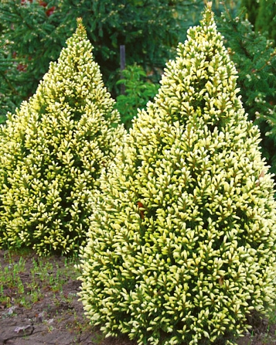 Ель канадская Сан он зе скай