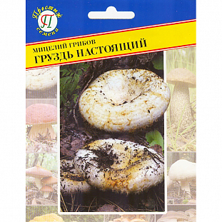 Мицелий грибов Груздь настоящий
