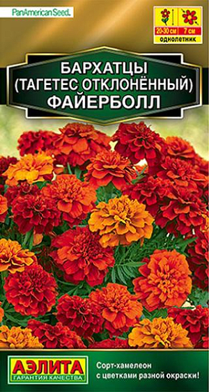 Семена Бархатцы отклоненные Файерболл. Сорт-хамелеон!  Каждый цветок плавно меняет окраску в течение жизни. На одном кусте можно увидеть цветки разных расцветок. Растение мерцает оттенками, «играет», словно пламя. Куст с хорошим базальным ветвлением, гармоничного вида, 25-30 см. высотой и около 20 см. в ширину. Соцветие гвоздиковидной формы,  диаметром 7 см, густомахровое. Рекомендуется для контейнерной культуры и оформления цветников открытого грунта. Инкрустированные семена очищены от хохолков.<br>
 <br>
  Бархатцы предпочитают солнечные участки с дренированными, плодородными почвами нейтральной кислотности. Растения теплолюбивые, быстрорастущие, взрослые – достаточно засухоустойчивые.<br>
 <br>
 <br>
 <br>
 <br>