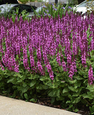 Шалфей дубравный Роуз квин