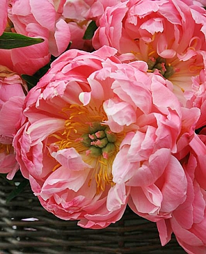 Пион гибридный Корал Суприм