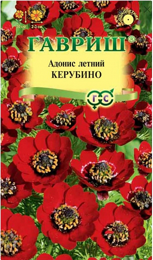 <div>
 <b>Адонис летний Керубино.<br>
 </b><b><br>
 </b>
</div>
Однолетнее травянистое растение с простым или ветвистым стеблем, высотой до 30 см. Листья многократно рассеченные на мелкие дольки, создающие эффект зеленого «ажура». Цветки ярко-красные, 2-3 см в диаметре, одиночные, расположены на концах побегов. Цветет в июне-августе. Предпочитает открытые, слегка затененные в полуденные часы места, богатую легкую с известью почву. <br>
<br>
На рассаду высевают в парники в марте-апреле или в открытый грунт в апреле и под зиму. Всходы появляются через 3 недели. Рассаженные растения необходимо притенить. Высаживают группами, среди кустарников, вдоль дорожек вместе с арабисами, примулами, анемонами, с восточной или западной стороны на каменистых горках.