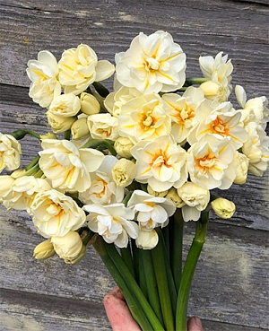 Нарцисс Сэр Уинстон Черчилль