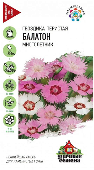 Семена Гвоздика перистая Балатон смесь

Многолетние травянистые растения, 25-30 см высотой, образуют плотную подушку, состоящую из большого числа укореняющихся вегетативных побегов. Листья сизые, продолговато-линейные. Цветки простые, до 3 см в диаметре, одиночные, розовые, красные, пурпурные, белые. Лепестки бахромчатые, сильнорассеченные. Цветет с июня в течение 25-30 дней. Отличается великолепным ароматом. Зимует без укрытия. Легко выращивается из семян. Цветет на второй год после посева. Из гвоздик получаются эффектные бордюры, их включают в пестрые цветники, высаживают на альпийские горки. Гвоздики используют в качестве почвопокровных растений, они могут заменить газон, расти на подпорных стенках, между плитками дорожек, обрамлять ступени. Во время цветения гвоздики образуют яркие цветовые пятна.