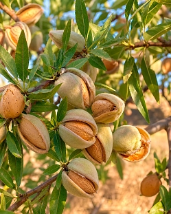 Миндаль Бумажный