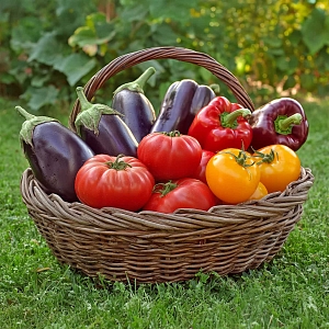 Смесь сидератов после уборки томата, баклажана, перца