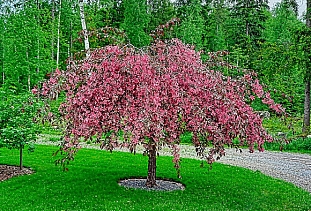 Яблоня декоративная Бренди мэджик